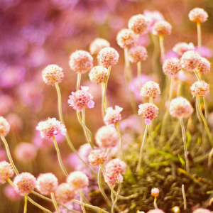 IconicPixel Photography