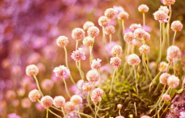 IconicPixel Photography