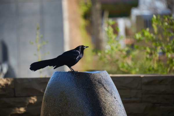 IconicPixel Photography - Image 7